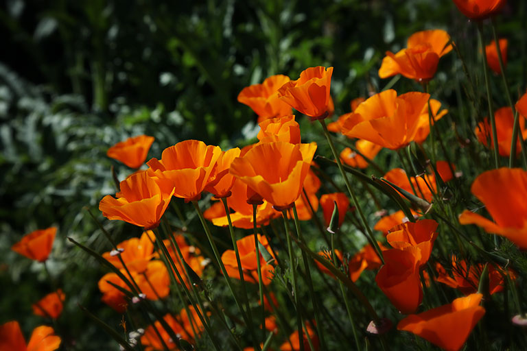 California_Poppies