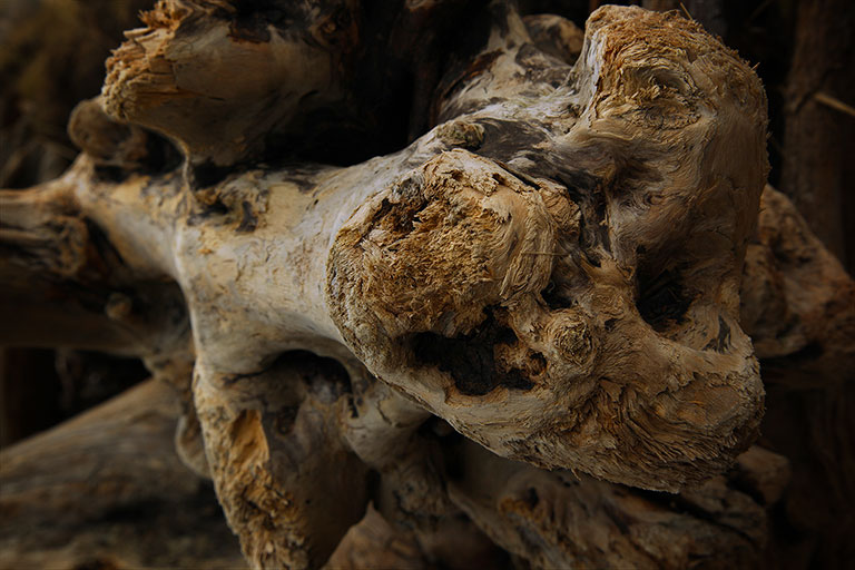 Discovery_Park_Driftwood