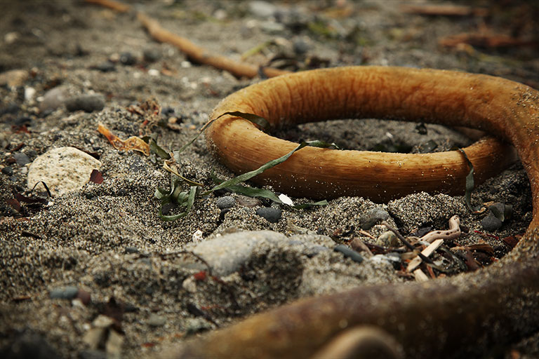 Discovery_Park_Seaweed