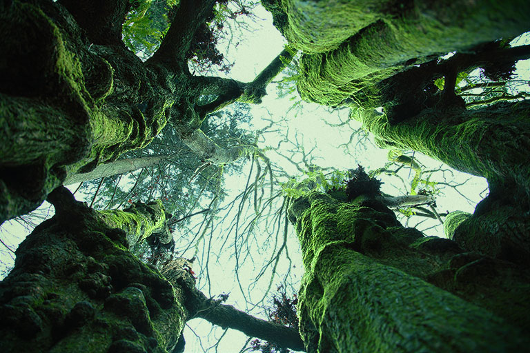 Discovery_Park_Trees