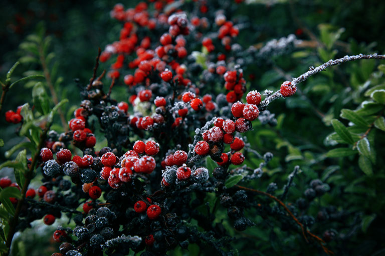 Frozen_Berries