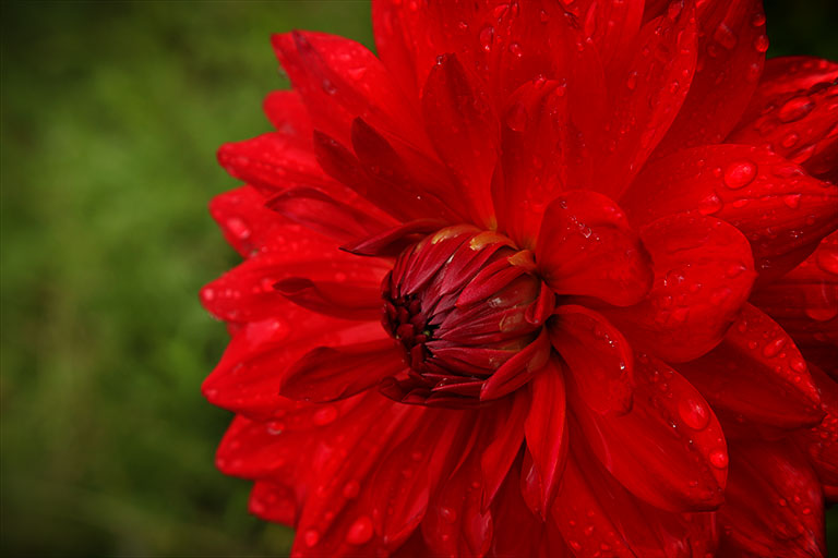 Red_Dahlia