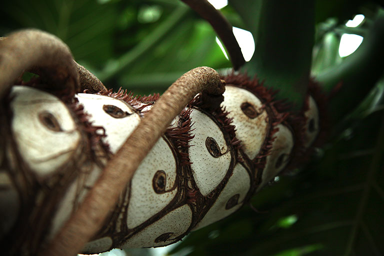 Volunteer_Park_Conservatory