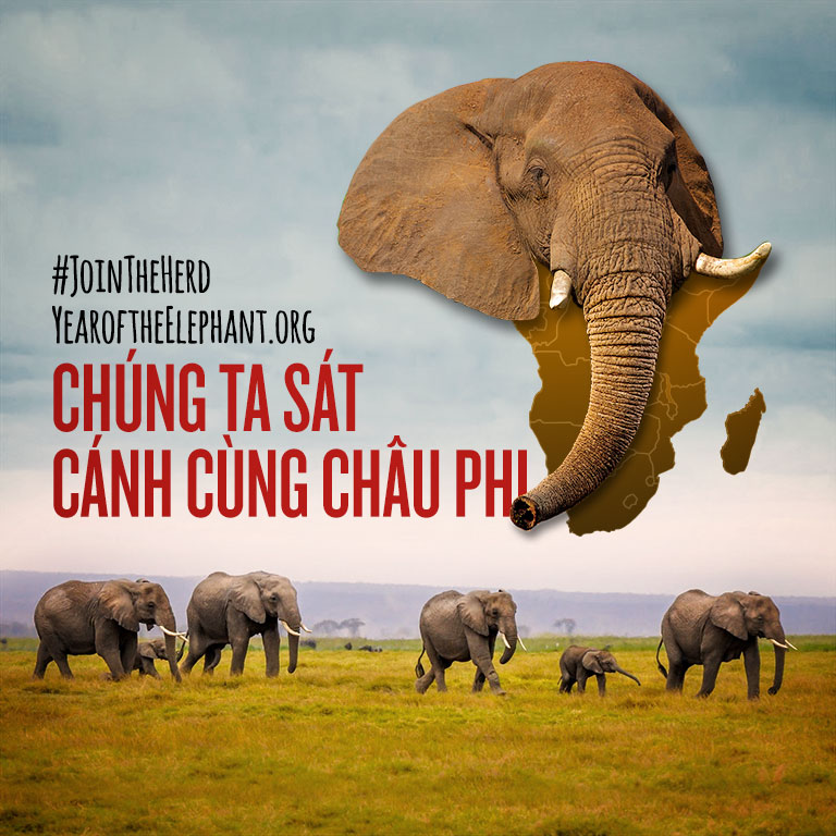 WildAid_Join_the_Herd_Vietnamese